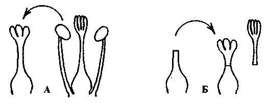 Культура кактусов - _265.jpg