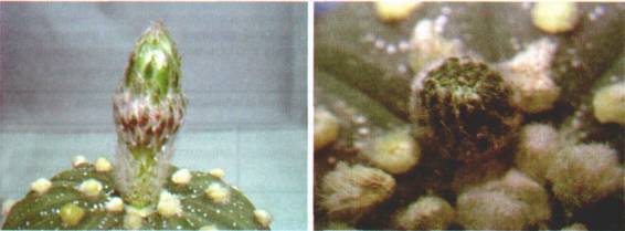 Культура кактусов - _266.jpg