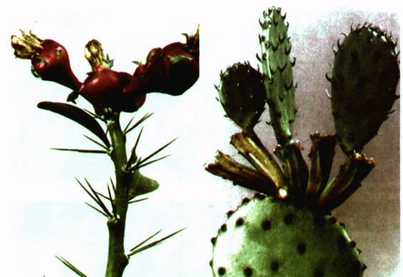 Культура кактусов - _267.jpg