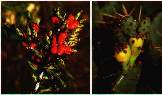 Культура кактусов - _268.jpg