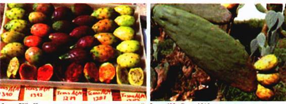 Культура кактусов - _270.jpg