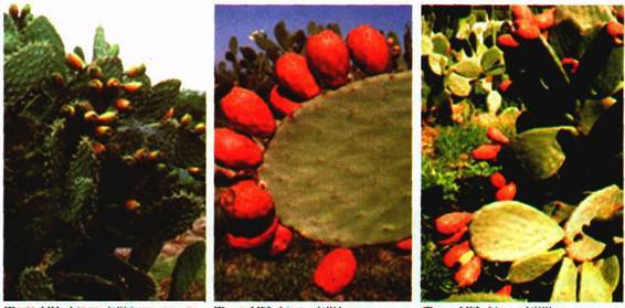 Культура кактусов - _271.jpg