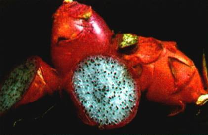 Культура кактусов - _274.jpg