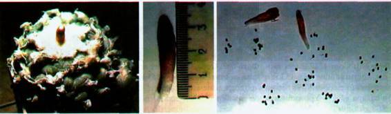 Культура кактусов - _275.jpg