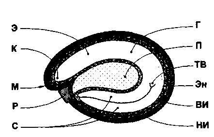 Культура кактусов - _278.jpg