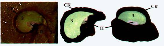 Культура кактусов - _279.jpg