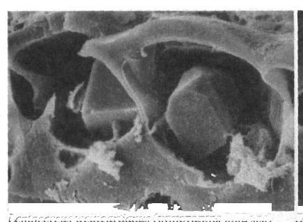 Культура кактусов - _28.jpg