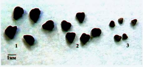 Культура кактусов - _280.jpg