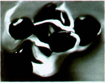 Культура кактусов - _281.jpg