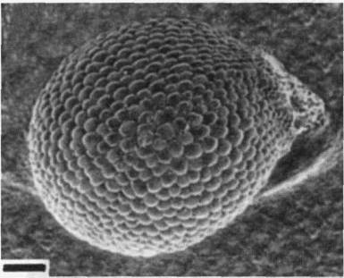 Культура кактусов - _282.jpg