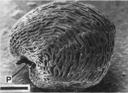 Культура кактусов - _283.jpg