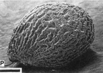 Культура кактусов - _284.jpg