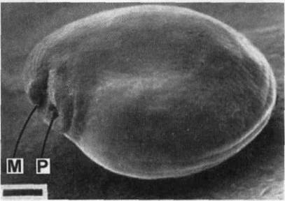 Культура кактусов - _285.jpg