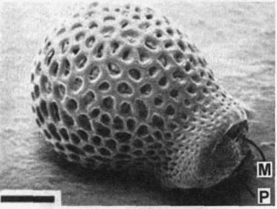 Культура кактусов - _286.jpg