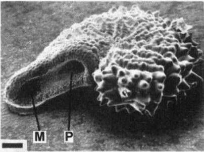 Культура кактусов - _287.jpg