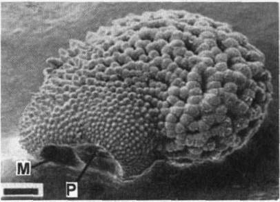Культура кактусов - _288.jpg