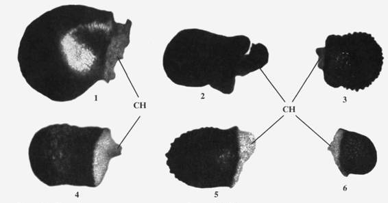 Культура кактусов - _289.jpg