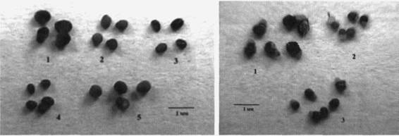 Культура кактусов - _290.jpg