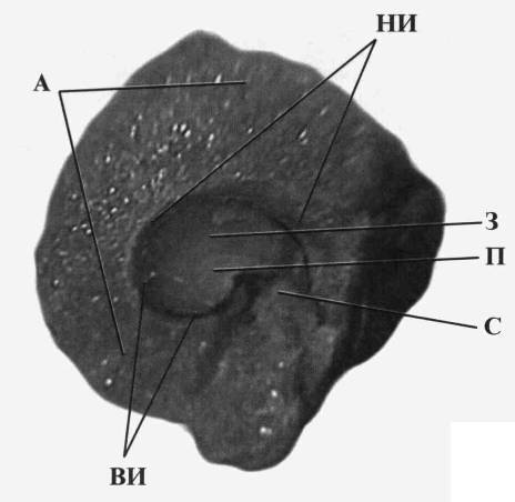 Культура кактусов - _291.jpg