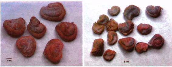 Культура кактусов - _294.jpg