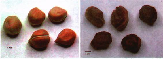 Культура кактусов - _295.jpg