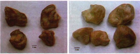 Культура кактусов - _296.jpg