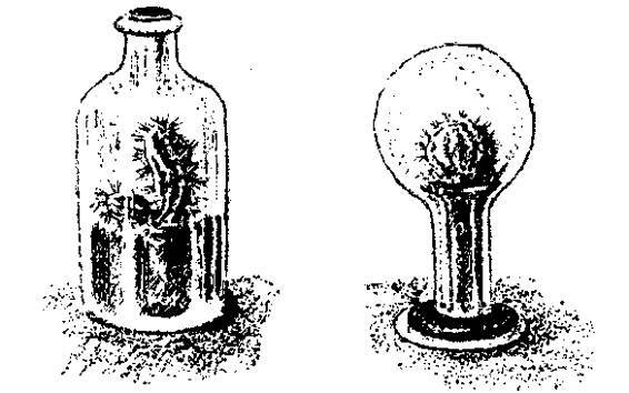 Культура кактусов - _3.jpg