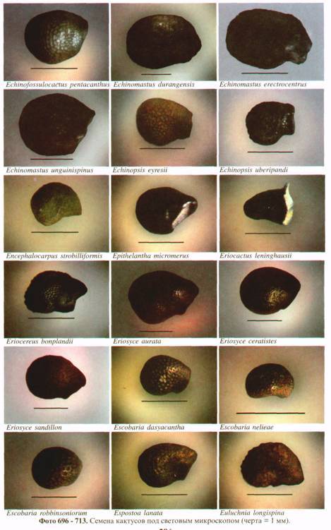 Культура кактусов - _300.jpg