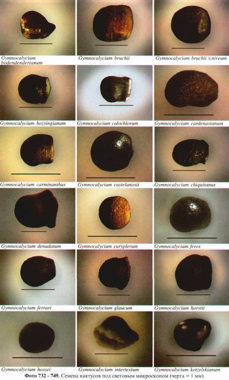 Культура кактусов - _302.jpg