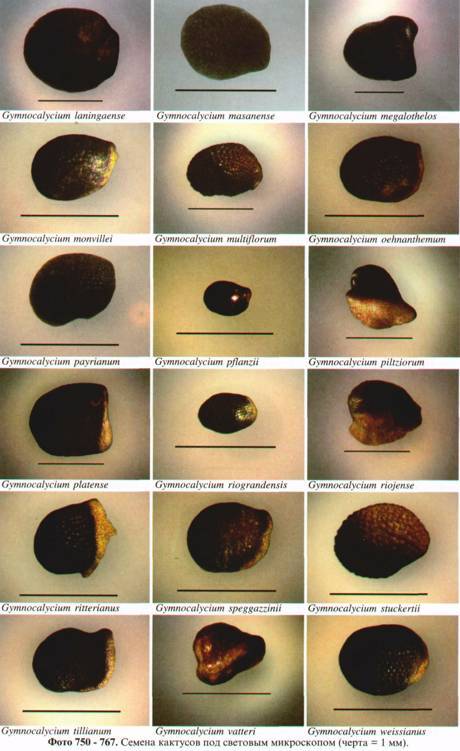 Культура кактусов - _303.jpg