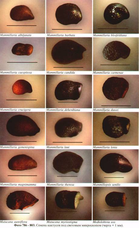Культура кактусов - _305.jpg