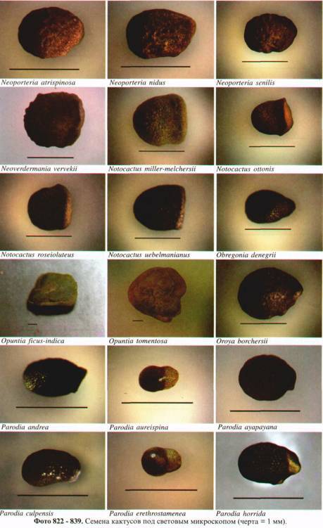 Культура кактусов - _307.jpg