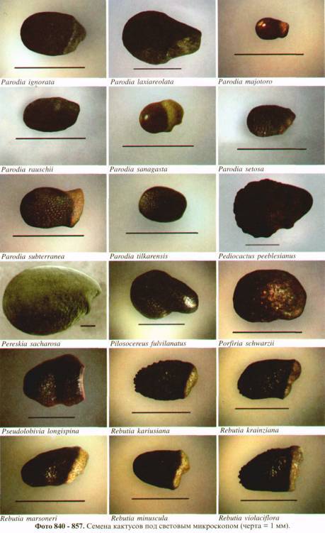 Культура кактусов - _308.jpg