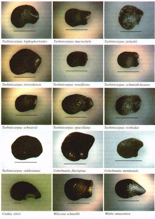 Культура кактусов - _311.jpg