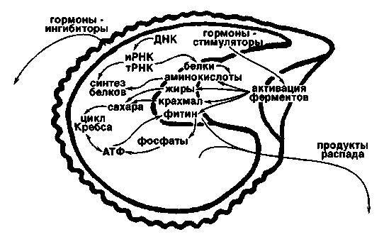 Культура кактусов - _312.jpg