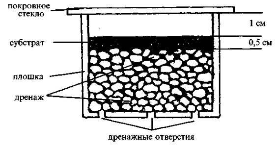 Культура кактусов - _313.jpg