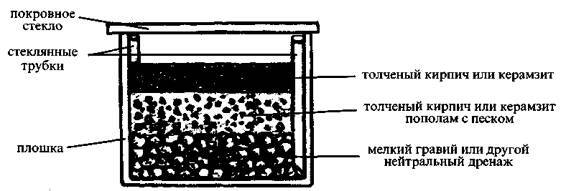 Культура кактусов - _315.jpg