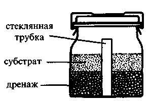 Культура кактусов - _316.jpg