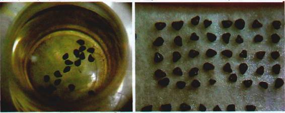 Культура кактусов - _323.jpg