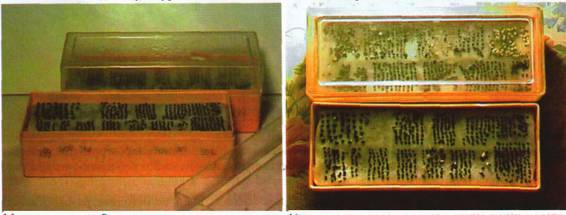 Культура кактусов - _324.jpg