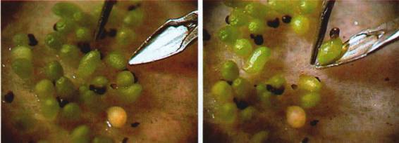 Культура кактусов - _326.jpg