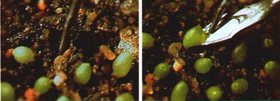 Культура кактусов - _327.jpg