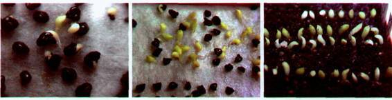 Культура кактусов - _328.jpg