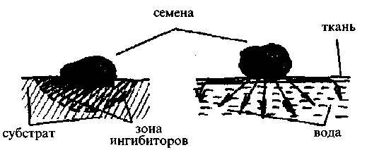 Культура кактусов - _329.jpg