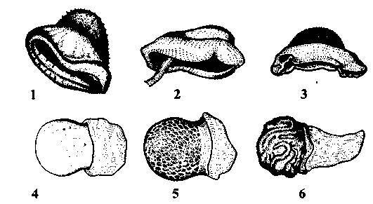 Культура кактусов - _330.jpg