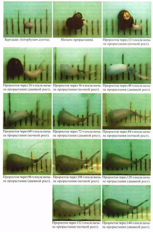 Культура кактусов - _332.jpg