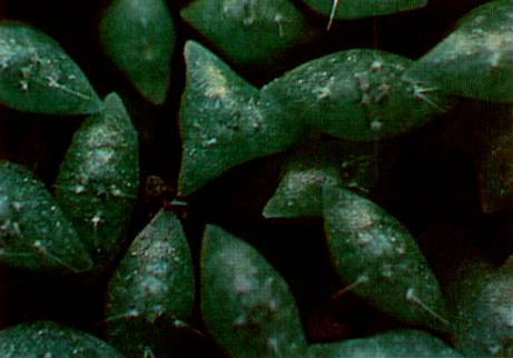 Культура кактусов - _335.jpg