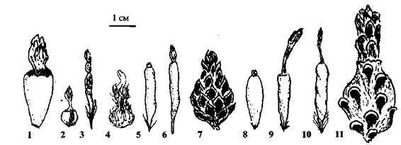 Культура кактусов - _337.jpg