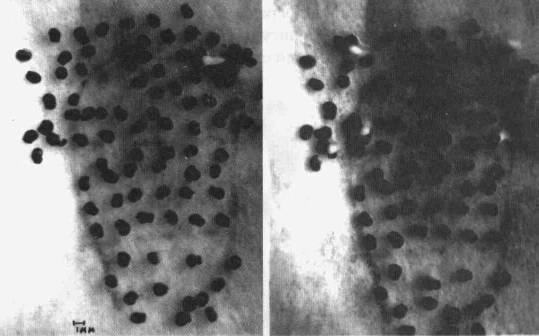 Культура кактусов - _339.jpg