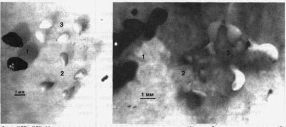 Культура кактусов - _342.jpg